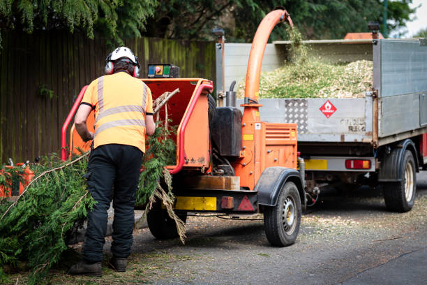 Large Tree Removal in Oconto, WI